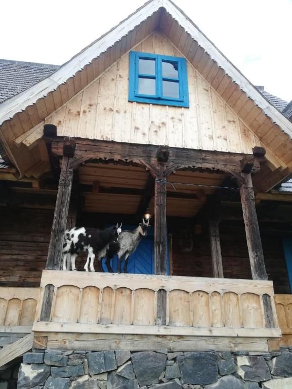 Дома для отпуска Casa Floare de Nu Mă Uita - Poiana Creasta Cocoșului Breb